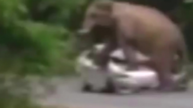 В сеть попало видео, как слон раздавил машину туристов в Таиланде
