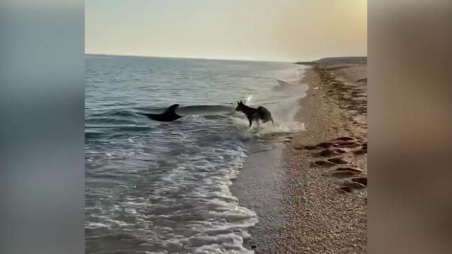 В Крыму дельфин подружился с псом и попал на видео