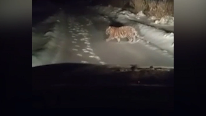 В деревне Ермолино ищут заплутавшего тигренка