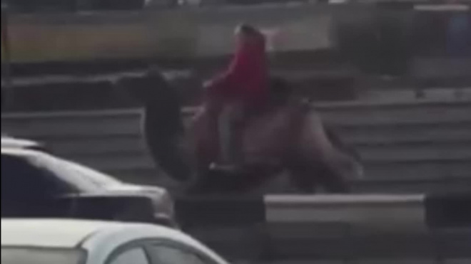Видео из Новосибирска: Девушка верхом на верблюде "обскакала" пробку на зависть водителям