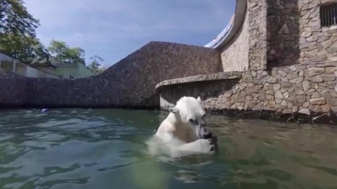 Ленинградский зоопарк показал прыжки в воду от медведицы Хаарчааны
