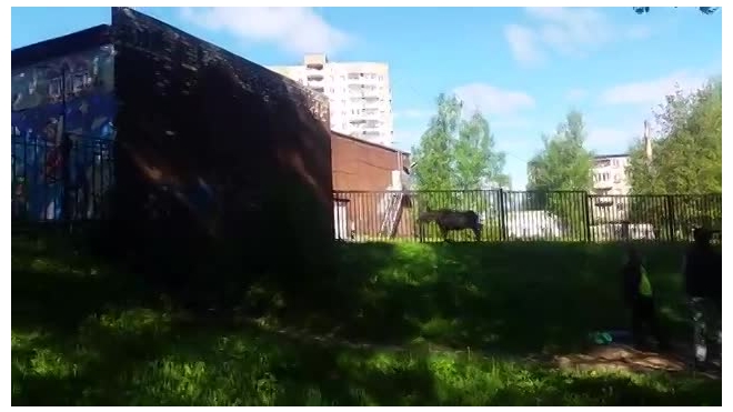 Перепуганный лось бегал по Ярославлю