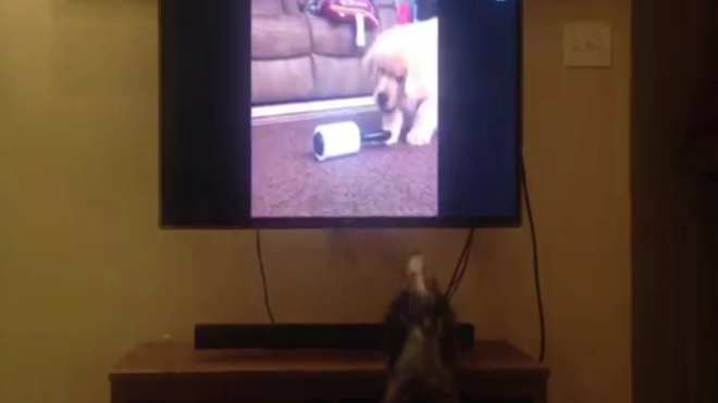 Собака, которая любит смотреть телевизор, покорила соцсети