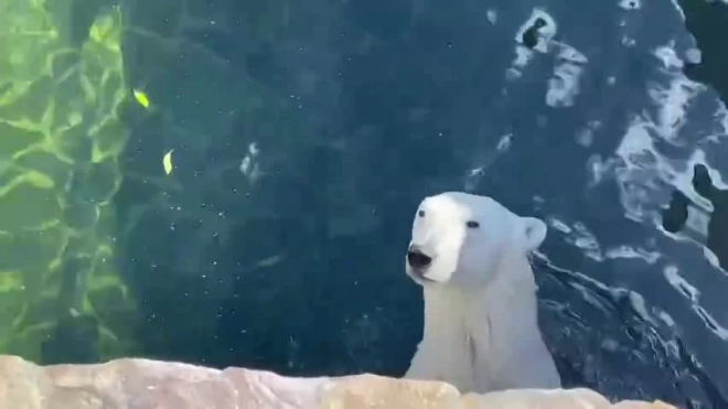 Медведица Хаарчана радуется лету в бассейне Ленинградского зоопарка