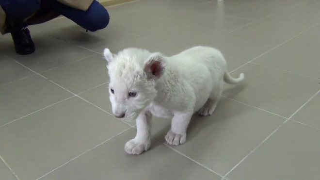 В Ярославском зоопарке показали белоснежного львенка с голубыми глазами