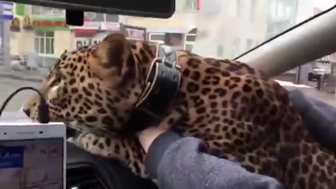 Видео из Екатеринбурга: В такси по городу катался леопард