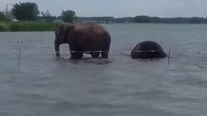 Забавное видео из Челябинска: два слона искупались в озере