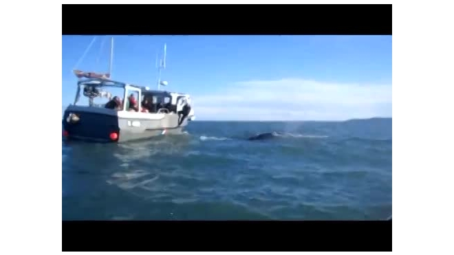 Видео из Великобритании: Спасателям понадобилось 3 часа на спасение горбатого кита весом 20 тонн