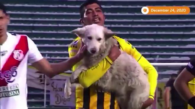 Бездомный пес прервал футбольный матч и обрел хозяина