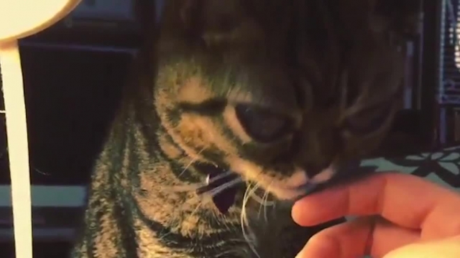 Кошка-пессимист из Китая покорила сердца пользователей Instagram