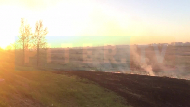 Сезон пожаров открыт: горит трава на Петербургском шоссе