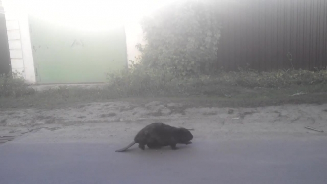 Забавное видео из Орла: дикий бобер прогулялся по городу