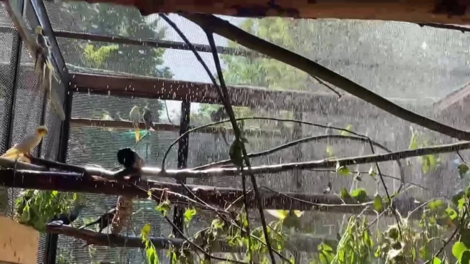 Видео: семейство попугаев принимает душ