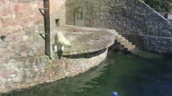В Ленинградском зоопарке показали, как медведица прыгает за свеклой