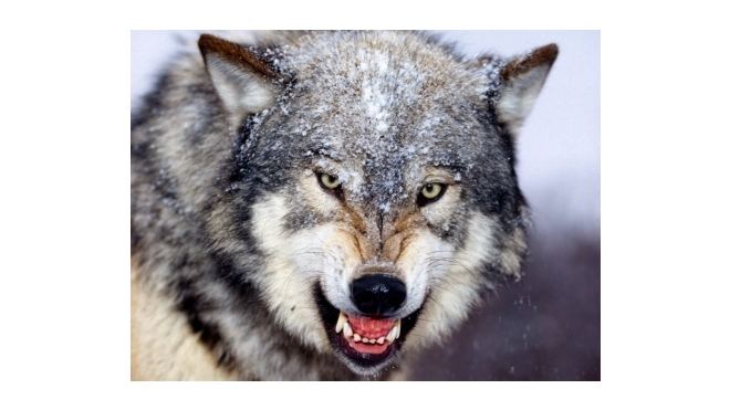 В номер американской спортсменки в Сочи забрался волк