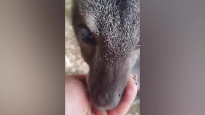 Детеныш кенгуру начала выходить из сумки в Московском зоопарке