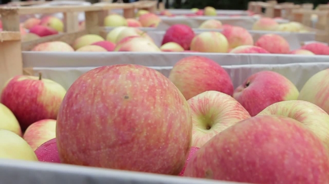 На Площади Искусств сегодня раздали 1500 килограммов яблок