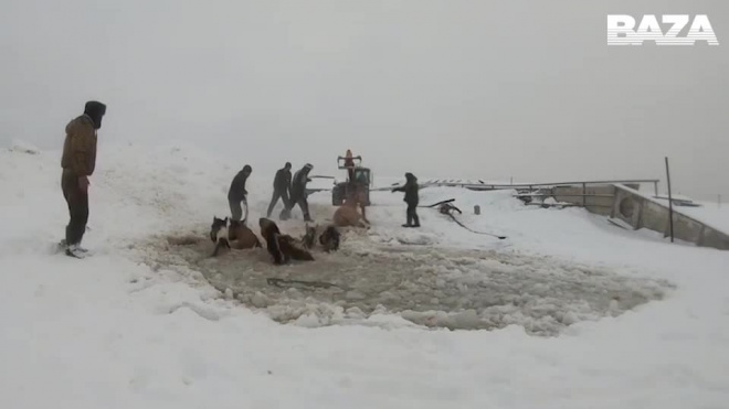 Видео: В Башкирии спасли ушедших под лёд лошадей