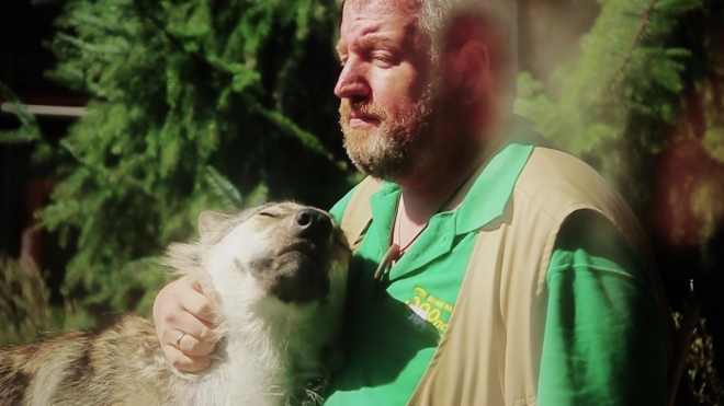 В Ленинградском зоопарке волк подружился с человеком