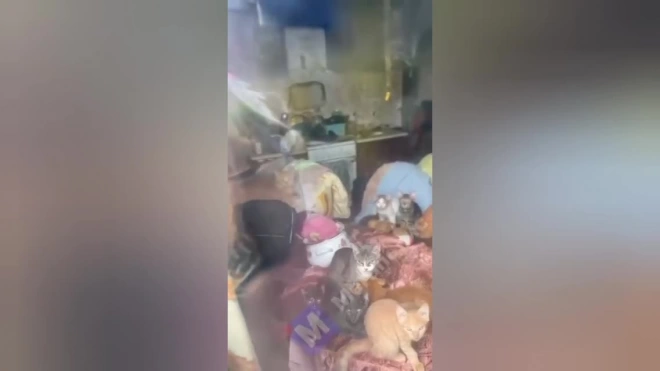Судебные приставы Петербурга спасли 12 истощённых кошек из захламлённой квартиры