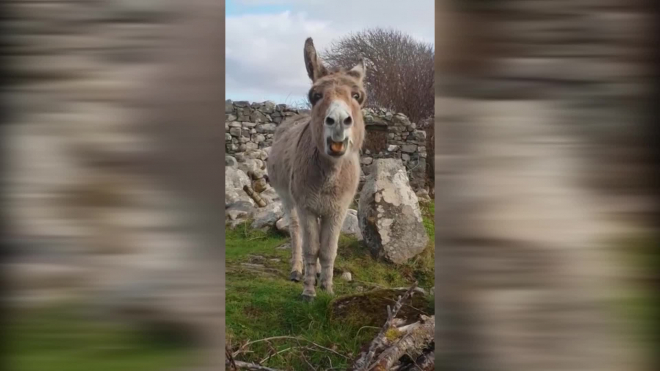Видео с осликом, поющим как оперный певец, стало вирусным 