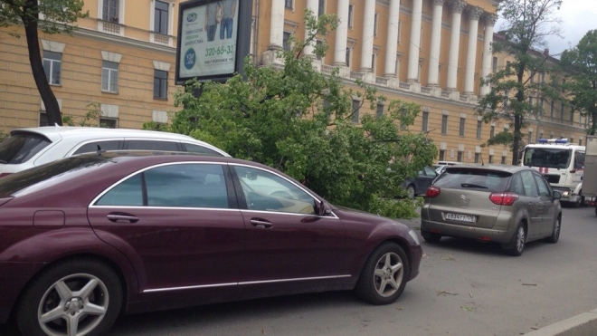 Падающие от ветра деревья раздавили 7 машин и человека в Санкт-Петербурге 