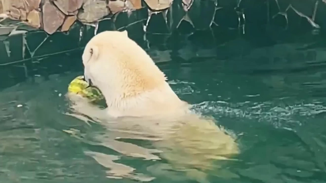 В Ленинградском зоопарке показали, как медведица Хаарчаана лакомится арбузом