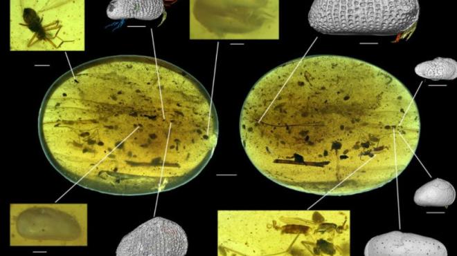 Ученые нашли в янтаре сперму возрастом 100 млн лет