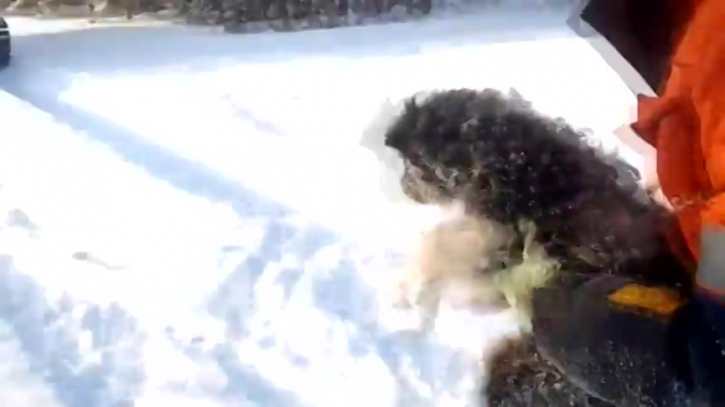 Рабочие спасли вмёрзшего в лёд щенка и забрали домой 