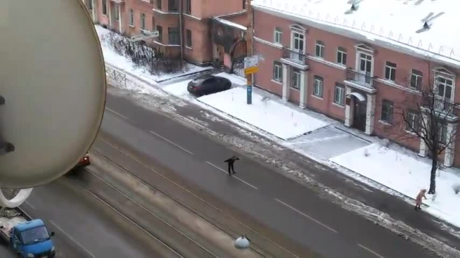 Видео: на Трефолева странный петербуржец бросался на машины