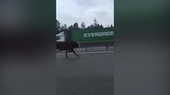 Петербуржцы сняли на видео быка, бегущего по КАД