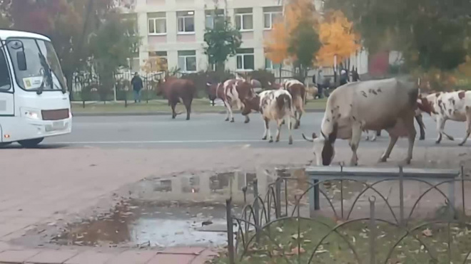 Видео: в Тихвине коровы вышли на прогулку по городу 