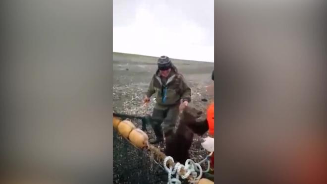 Доброе видео: На Сахалине рыбаки спасли запутавшегося в сетях медвежонка