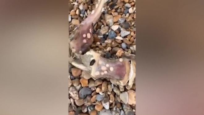 Загадочное существо с зубастым хвостом вымыло на побережье Нью-Йорка