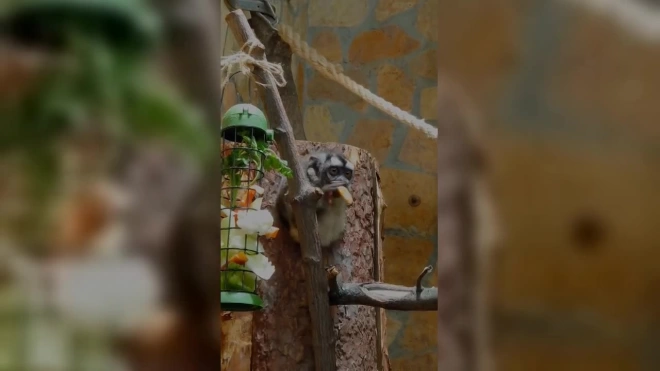 В Ленинградском зоопарке 30-летие отмечает ночная обезьяна Инок
