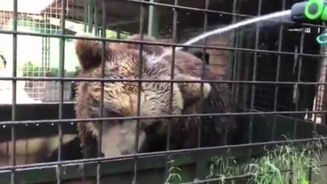 Медведи из РКЦ "Велес" спасаются от жары холодным душем из шланга