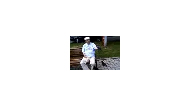 Голубь танцует лезгинку