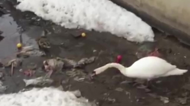 Забавное видео: лебедь-чистюля расчищает озеро от мусора