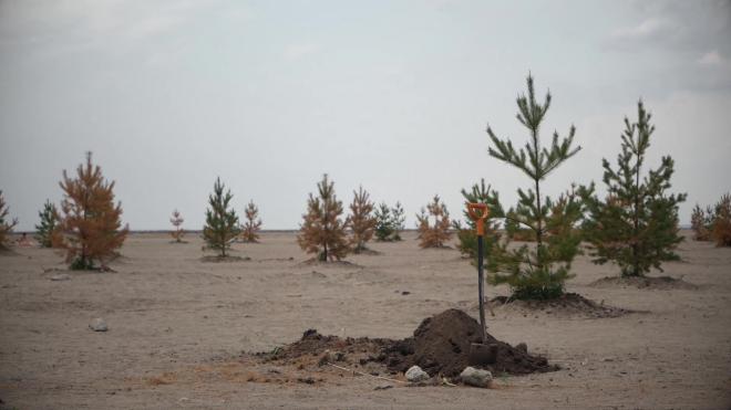 Жители Василеостровского намыва возмутились увяданием соснового парка у залива