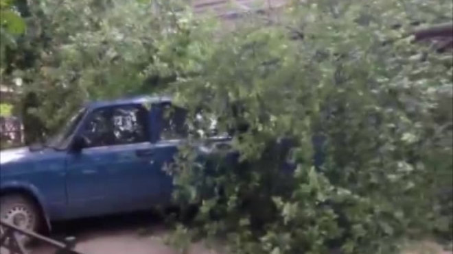 Минувшей ночью шторм в Петербурге разметал 75 деревьев