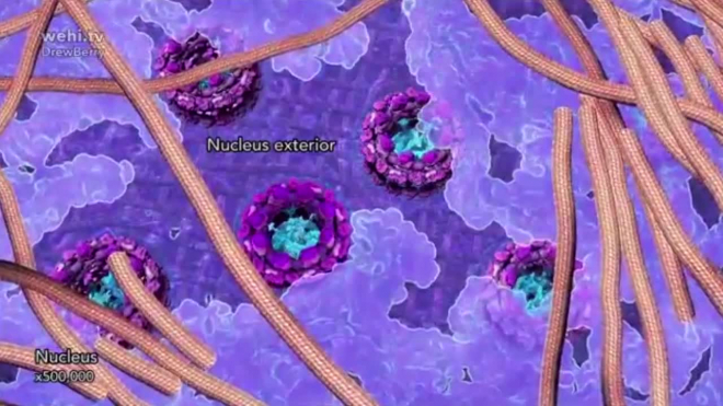 Ученые показали невероятное видео жизни ДНК