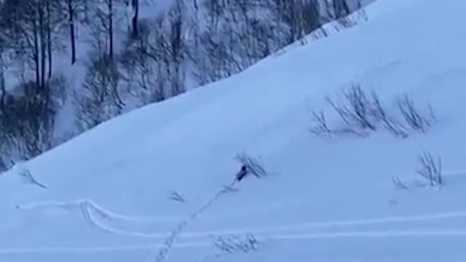 В  Сочи медведь вышел к лыжным трассам на Красной поляне