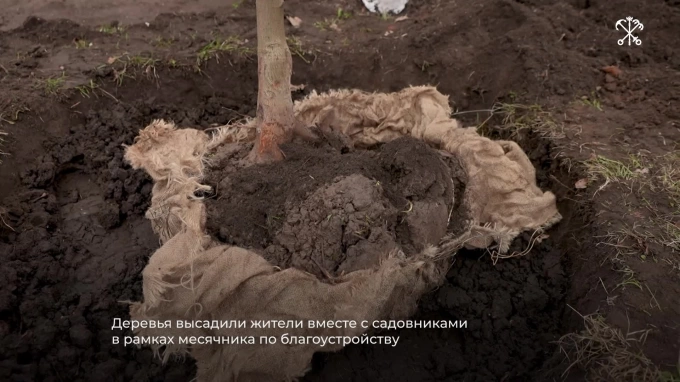 Петербуржцы и садовники высадили в Александровском саду 22 дерева