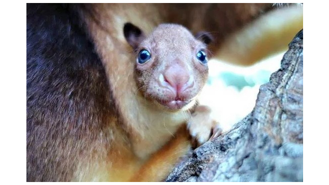 Умилительное видео из Австралии: В зоопарке родился редчайший древесный кенгуренок