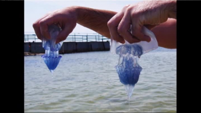 Рак - герпес - медузы - сенсациенное открытие!
