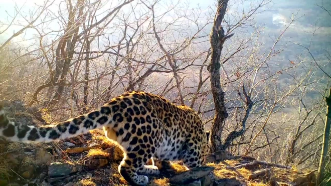 "Поющий" дальневосточный леопард попал на видео туристов в Приморье