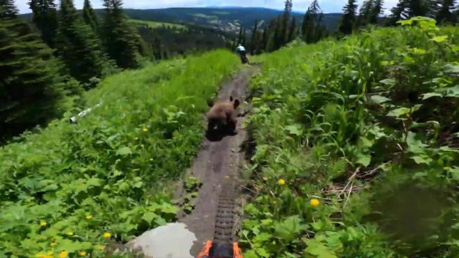 Встреча велосипедистов с медведем в горах попала на видео