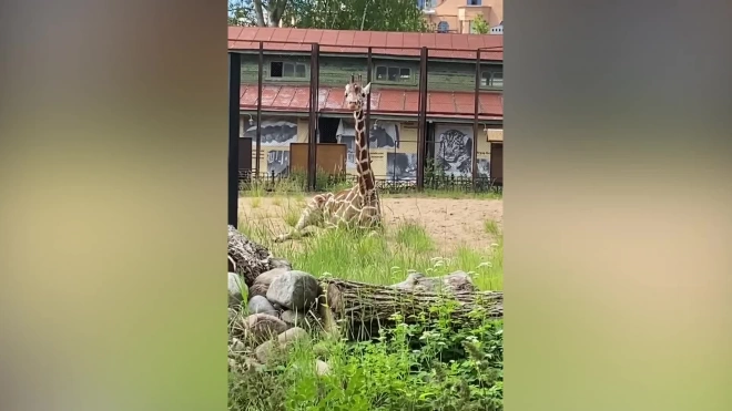В Ленинградском зоопарке опубликовали видео отдыха жирафа и обеда лемуров