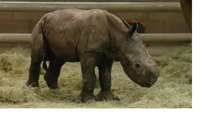 В США в зоопарке родился первый белый носорог 