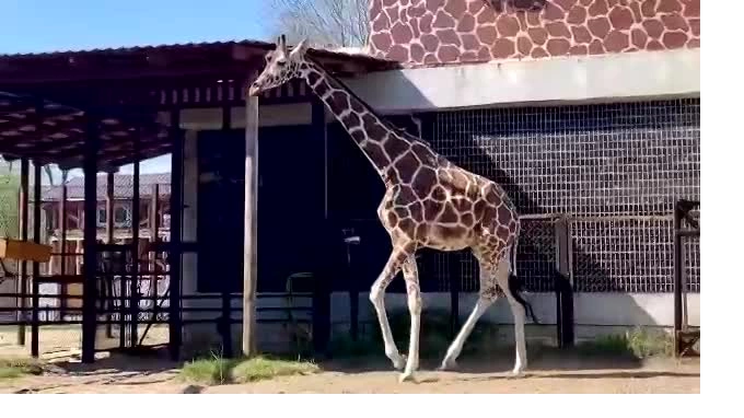 Ленинградский зоопарк показал, как жирафиха Соня радуется первой весенней прогулке